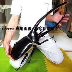 アクティオンゾウカブト 超大型 MEGA リアルフィギュア 立体 アクティオンゾウカブト 超大型 MEGA リアルフィギュア 立体