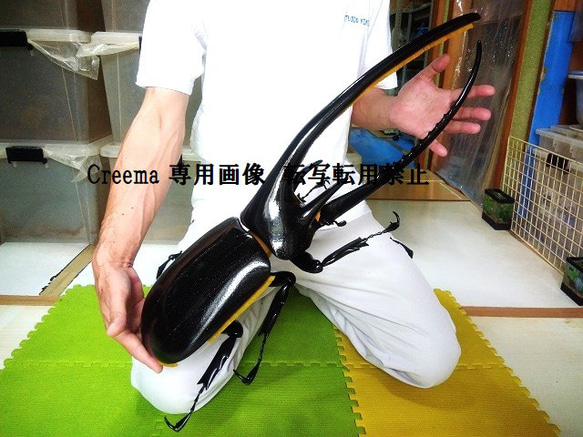 激安 超特価商店街  ネプチューンオオカブト 超大型 MEGA リアルフィギュア 立体 生き物
