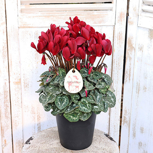 値下げセール 鉢花 シクラメン マドモアゼル 5号 底面給水 ダーク