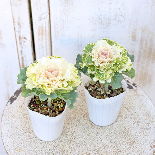 花苗 葉牡丹 ハボタン 雪ほのか 2.5号 多年草 カワイイ 庭植え 寄せ