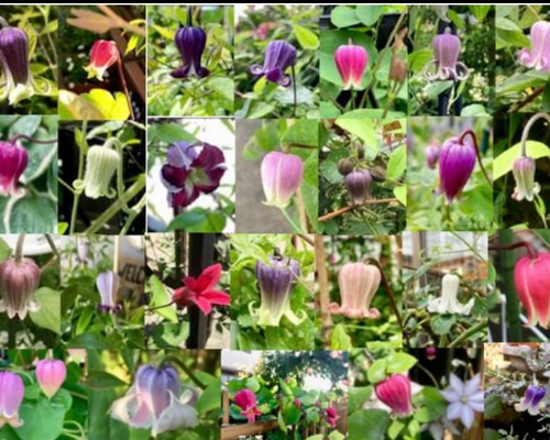 壺型クレマチス100粒 多肉植物 植花夢 通販 16937129｜Creema(クリーマ