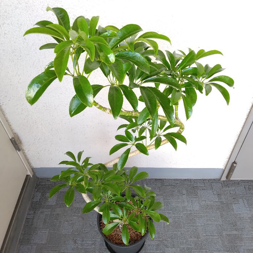 現品】シェフレラ・コンパクタ（ホンコンカポック）曲がり 高級