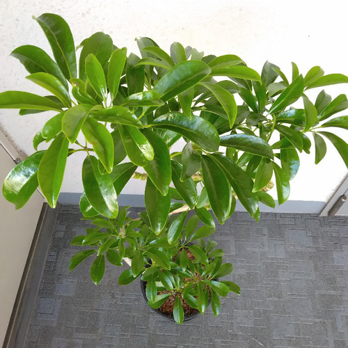 現品】シェフレラ・コンパクタ（ホンコンカポック）曲がり 高級