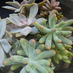 多肉植物 マルシェ缶のボリューム寄せ植え 5枚目の画像