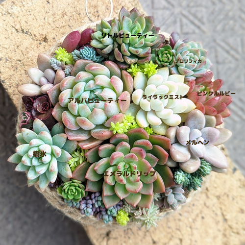 多肉 寄せ植え 鉢ごと発送 多肉植物 mapi 通販 16938584｜Creema