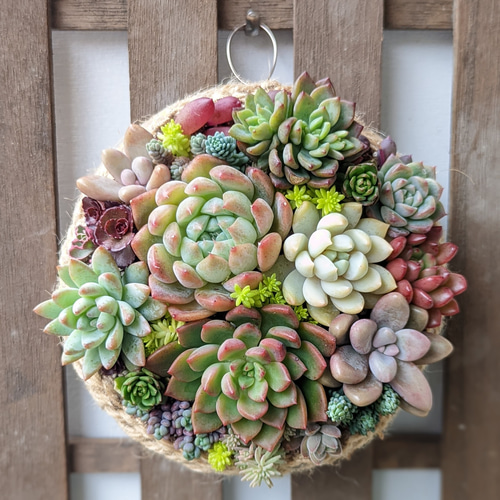 多肉 寄せ植え 鉢ごと発送 多肉植物 mapi 通販 16938584｜Creema(クリーマ)