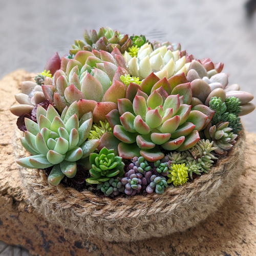 多肉 寄せ植え 鉢ごと発送 多肉植物 mapi 通販 16938584｜Creema(クリーマ)