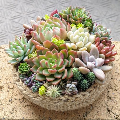 多肉 寄せ植え 鉢ごと発送 多肉植物 mapi 通販 16938584｜Creema(クリーマ)