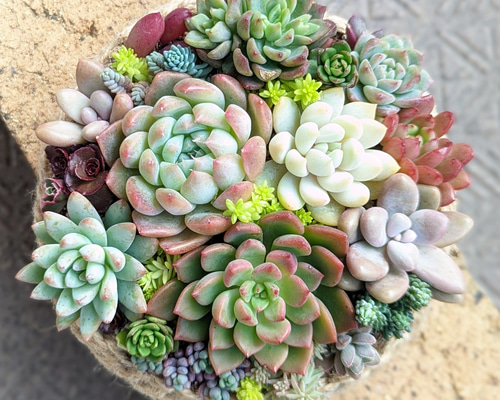 No.484 ❁ロンリーダック❁ 苗 多肉植物 寄せ植え No.484 ❁ロンリーダック❁ 苗 多肉植物 寄せ植え No.484 ❁ロンリーダック