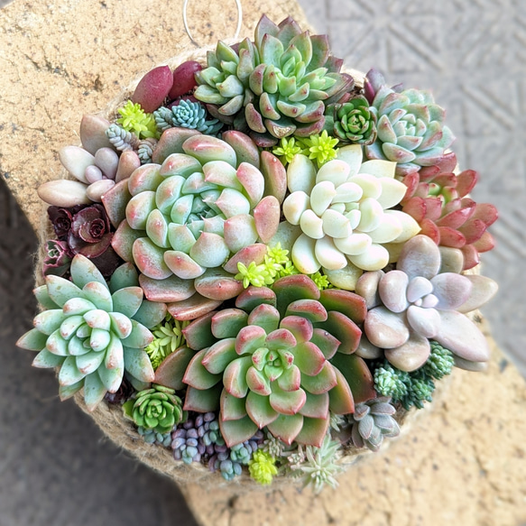 多肉植物　寄せ植え♩°＊ 多肉 寄せ植え 鉢ごと発送 多肉植物 mapi 通販 16938584｜Creema(クリーマ)