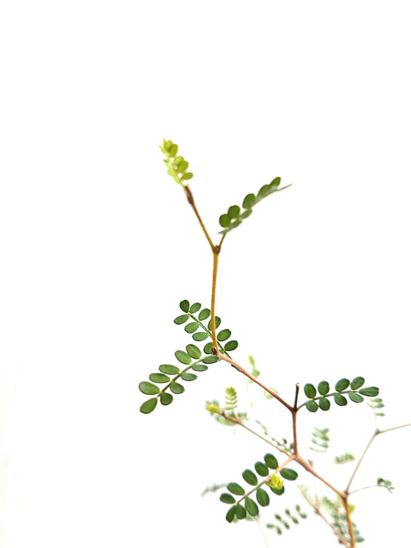 ●数量限定●新作●　”ソフォラ・リトルベイビー メルヘンの木　ホワイトorゴールド クレーター鉢/受け皿セット”観葉植物 4枚目の画像