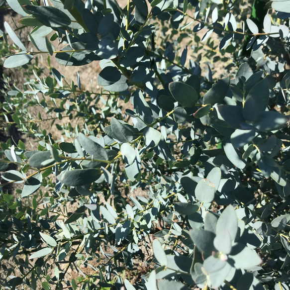 香り立つ無農薬　摘みたてフレッシュユーカリと紫陽花パンパスグラスの大型エメラルドグリーンスワッグ　 11枚目の画像