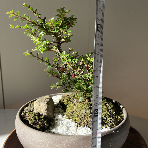 ミニ盆栽 紅したん 苔 風景盆栽 一点もの 盆栽 GreenーSiba 通販