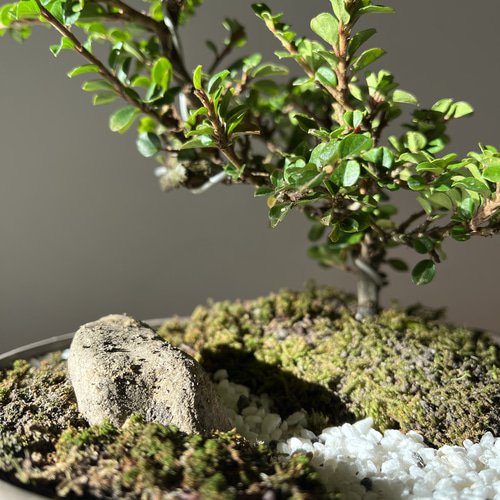 ミニ盆栽 紅したん 苔 風景盆栽 一点もの 盆栽 GreenーSiba 通販