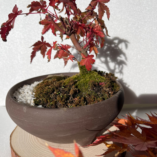 ミニ盆栽 もみじ 苔 風景盆栽 一点もの 盆栽 GreenーSiba 通販