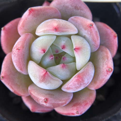 Yahoo!オークション - 水蜜桃 多肉植物 エケベリア 抜き苗