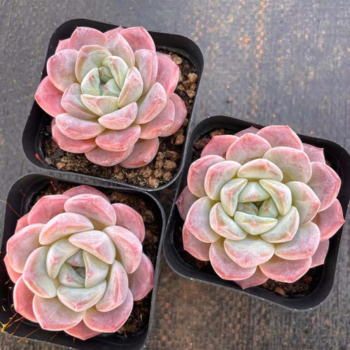 新作 多肉植物 エケベリア タフィーアイスクリーム 5cm 抜き苗 1株