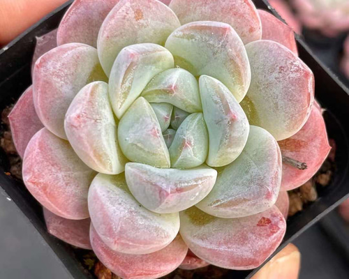 4ecc58daa1a2345ef9a9828971d559