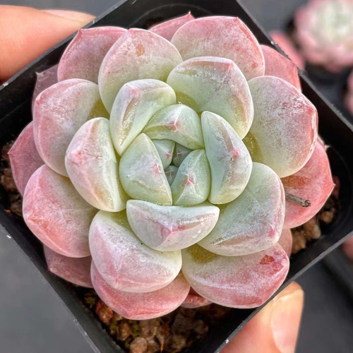 多肉植物 アイス ◇抜き苗◇ 85. 多肉植物 アイスローズ 700円【抜き苗】