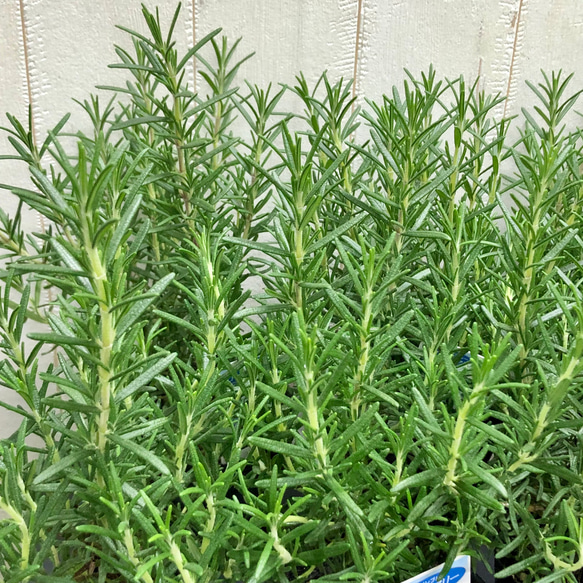 まとめ売り   立性　大株　ローズマリー　マリンブルー　3.5号×10ポット 4枚目の画像
