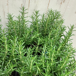 まとめ売り   立性　大株　ローズマリー　マリンブルー　3.5号×10ポット 3枚目の画像