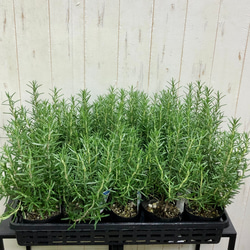 まとめ売り   立性　大株　ローズマリー　マリンブルー　3.5号×10ポット 7枚目の画像