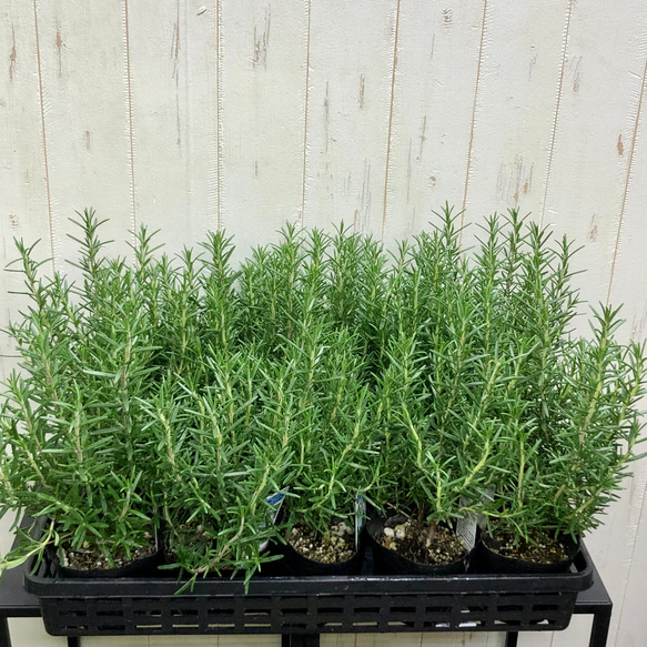 まとめ売り   立性　大株　ローズマリー　マリンブルー　3.5号×10ポット 7枚目の画像