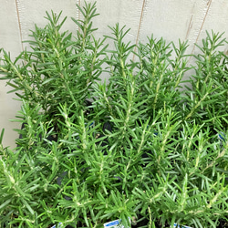 まとめ売り   立性　大株　ローズマリー　マリンブルー　3.5号×10ポット 2枚目の画像