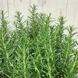 まとめ売り   立性　大株　ローズマリー　マリンブルー　3.5号×10ポット 6枚目の画像