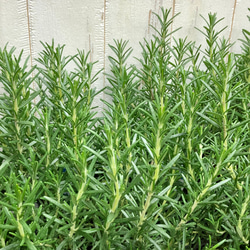 まとめ売り   立性　大株　ローズマリー　マリンブルー　3.5号×10ポット 5枚目の画像