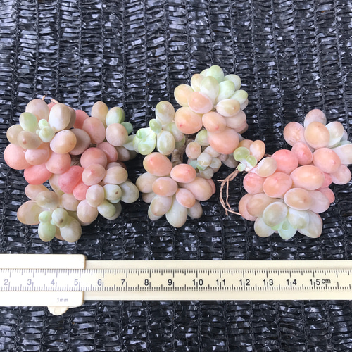 多肉植物 ぷくぷく系 真珠豆 群生苗 抜き苗 1株 多肉植物 愛多肉-(AI