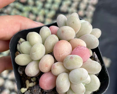 多肉植物 ぷくぷく♡小苗セット c5b3f449fcf27f0d2541c92f0192e5