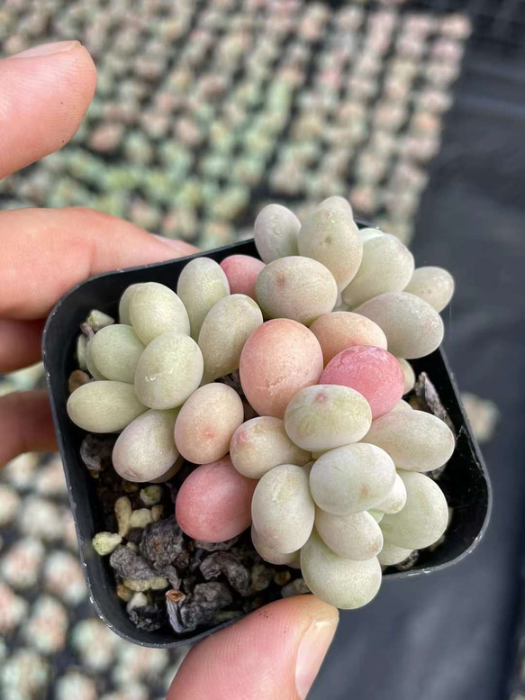 多肉植物 ぷくぷく系 真珠豆 群生苗 抜き苗 1株 多肉植物 愛多肉-(AI