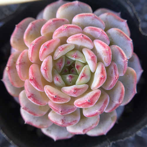多肉植物 エケベリア ピンクファット 4.5cm 抜き苗 1株 多肉植物