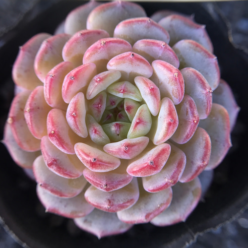 多肉植物 エケベリア ピンクファット 4.5cm 抜き苗 1株 多肉植物 愛