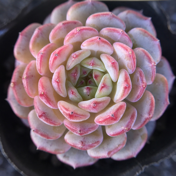 多肉植物 エケベリア ピンクファット 4.5cm 抜き苗 1株 多肉植物 愛