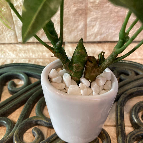 光触媒 人工観葉植物 ウォールグリーン フェイクグリーン パキラ