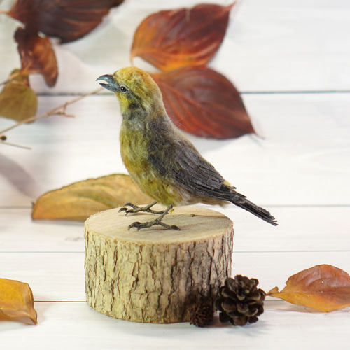 羊毛フェルト 野鳥 ハイタカ 雌 物凄