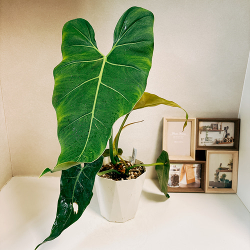 超希少な☆フィロデンドロン・キティナ☆A53