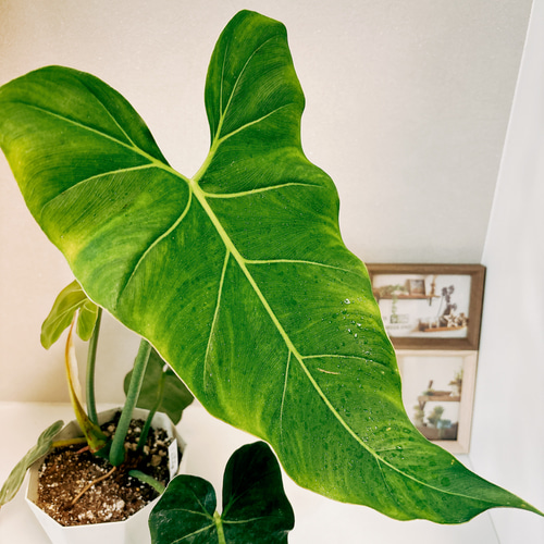 特大 希少品種 フィロデンドロン メキシカナム 6号鉢 葉長50cm超 特大 希少品種 フィロデンドロン メキシカナム 6号鉢 葉長50cm超