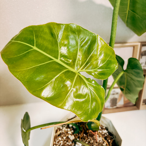 特大 希少品種 フィロデンドロン メキシカナム 6号鉢 葉長50cm超 現品］【希少】フィロデンドロン マキシマム 5号 観葉植物 室内