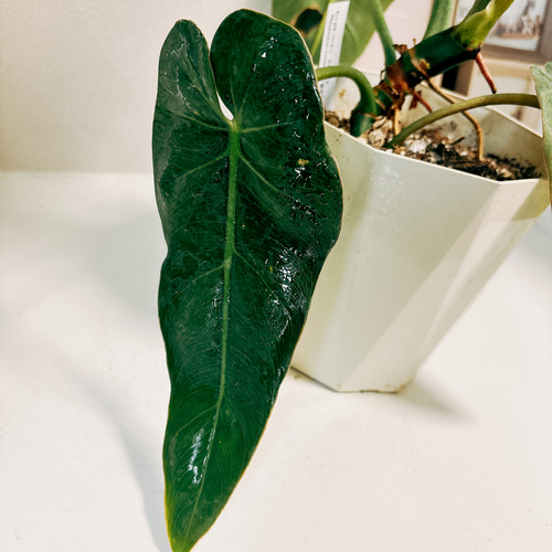 特大 希少品種 フィロデンドロン メキシカナム 6号鉢 葉長50cm超 特大 希少品種 フィロデンドロン メキシカナム 6号鉢 葉長50cm超