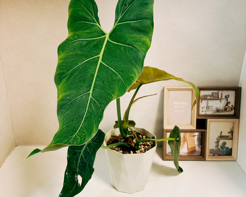 特大 希少品種 フィロデンドロン メキシカナム 6号鉢 葉長50cm超 特大 希少品種 フィロデンドロン メキシカナム 6号鉢 葉長50cm超