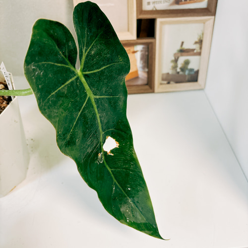 現品］【希少】フィロデンドロン マキシマム 5号 観葉植物 室内 レア