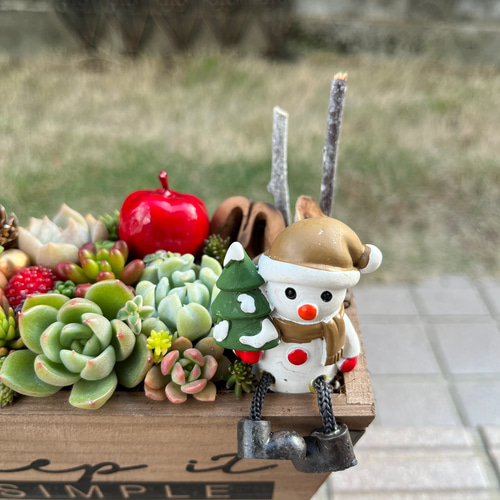 ☆速達付き☆送料無料☆♡そのまま飾れる♡木製鉢♬クリスマスの多肉