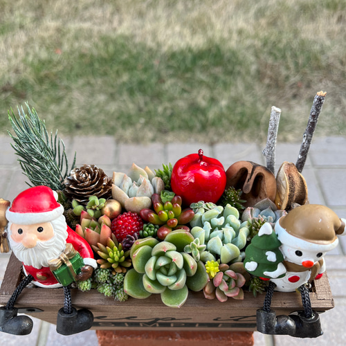 ☆速達付き☆送料無料☆♡そのまま飾れる♡木製鉢♬クリスマスの多肉