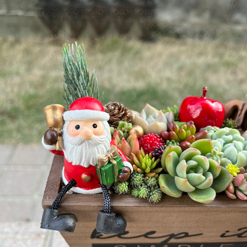 多肉植物 ♡そのまま飾れる寄せ植え♡4点セット♬*° そのまま飾れる】多肉植物 寄せ植え ..＊ 6 ＊.. 多肉植物 Dia Lily