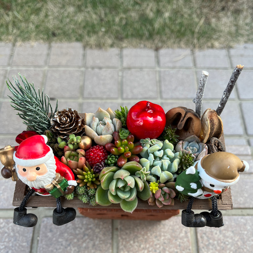 ☆速達付き☆送料無料☆♡そのまま飾れる♡木製鉢♬クリスマスの多肉