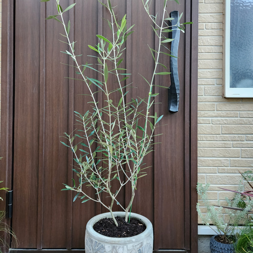 再販♡ 大きめ♪オリーブの木 エルグレコ 大型お洒落鉢植え 苗