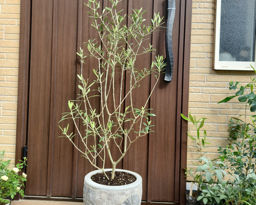 オリーブの木 エルグレコ　スタイリッシュ☆コンクリート鉢植え　苗　シンボルツリー 再販♡ 大きめ♪オリーブの木 エルグレコ お洒落 タイルストーン